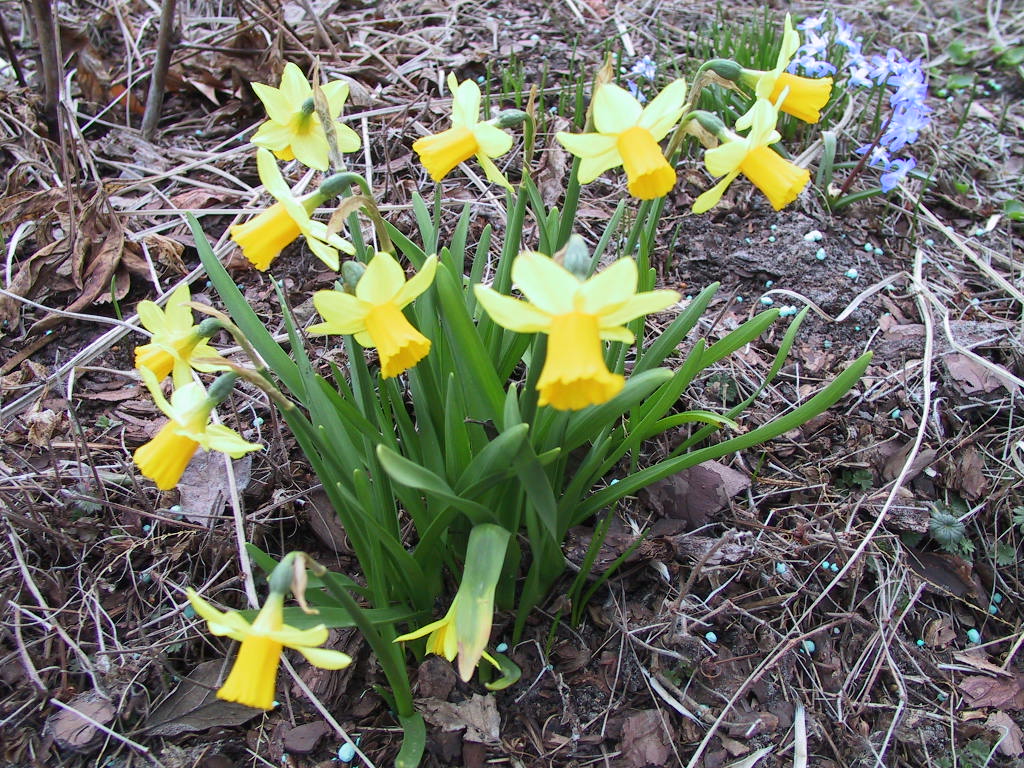 Narcissus botanicus Tete a Tete 06.JPG